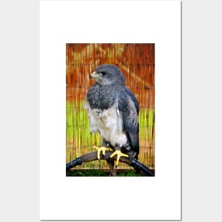 Chilean Eagle Black Chested Buzzard Posters and Art